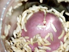 Container Of Maggots