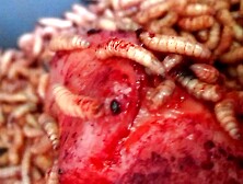 Maggots Fight To Get Deep In Rim Nail Hole