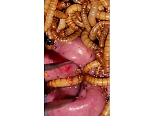 Superworms Feeding On Cock