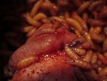 Maggots Dig Into Cock Under Glans Rim