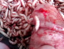 Maggots In Both Nail Holes Invading Cock Meat