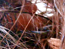 Indian bhabhi want 8 inch cock before her husband come