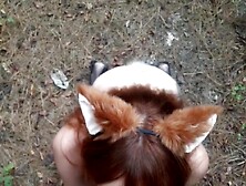 Wild Red Fox Pleasures a Hiker in the Woods and Becomes His Fresh Pet - AUTUMN PARTICULAR