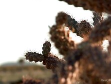 Krissy Lynn, Bonnie Rotten