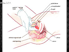 Anal Stimulation Massage