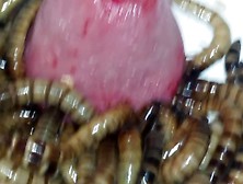 Superworm Rim Rape,  Day 2,  Rape 3