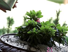 Anne Rose Gets Her Sensational Pounded - Erotic Roleplay Scenario