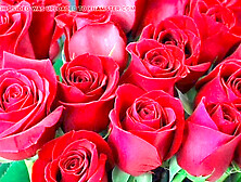 Desi beauty Desi Mazaa shows off her big ass in a wild bangladeshi adventure