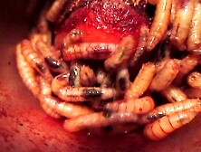 Cock Meat Bleeds Under Borrowing Maggots