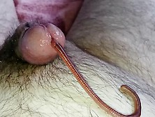 Worm Video 256