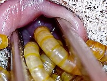 Mealworms eat my peehole