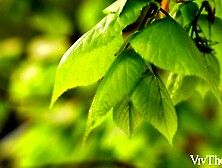 Focus On Me - Emerald Ocean & Sonya Blaze