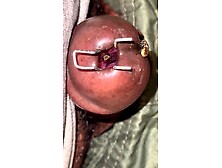 Flies eating precum from my cock full vertical