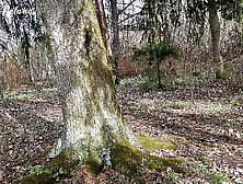 Shy Russian slut gave me slobbery bj on a first date in the wood!