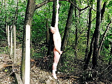 Suspended Naked From A Tree Whipped Until Orgasm In The Park