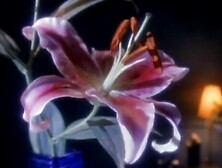 Anna Nicole Smith - Playboy Playmate Centerfold - 60FPS Upscaled by an A. I.