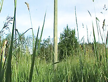 Pink Toy In The Grass