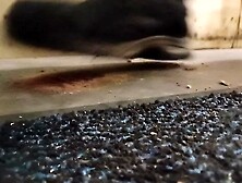 Dog Biscuit Walkover Grind Crush & Trample,  size 11 indecent boots 89kg ????????