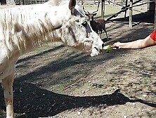 I was excited to see the size of a horse's penis !!! I wanted my boyfriend to focus like this !!! Paty Butt,  El Toro De Oro