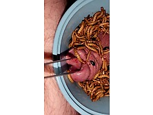 Superworms Feeding On Cock