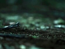 THE FOREST OF HORROR