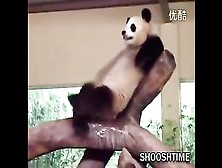 Panda's R Kelly Moment Is Laughed At By All