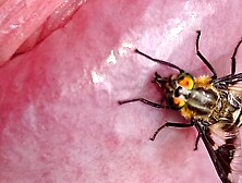 Horsefly Bites Dick Head