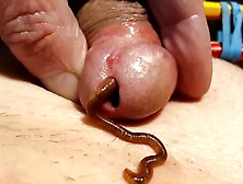 Oh Baby - 1 Worm Takes Sissy Ever So Gently 64-320