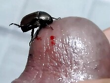 Scarab Beetle enjoys cock meat