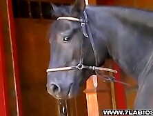 Semental negro con gran pene negro