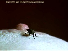 Tilda Swinton - Youthful Adam (2003)