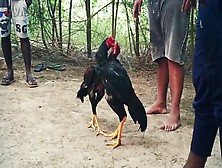 Fight Rooster