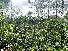 Playing In The Coffee Plantation,  It's Not Harvest Time But It's Deep Throat Time