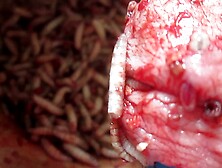 Maggots enjoy cock meat through nail holes