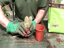 Cactus With Spikes