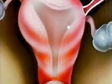 Befruchtung der Stute - Lehrvideo