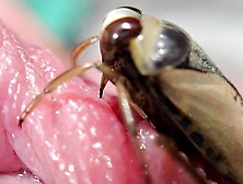 A water bug (boat bug) bites dick
