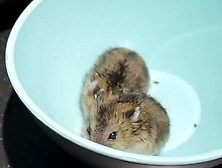 Satisfied Gastronomy A Behemoth Of A Woman Lays Waste To A Warbled Flight Of Rodents