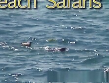 Rafian's Beach Safaris 25