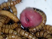 Superworms eat head-1