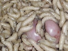 Maggots..... Again.