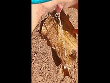 Chick Pissing On A Enormous Leaf That Has Fallen From A Tree To The Ground In Nature Park