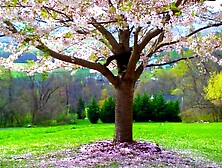 Hidden Garden - Passionate Erotic Audio for Males by Eve's Garden