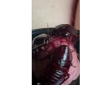 Wood Roachs eat Glans