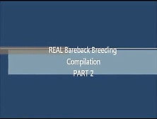 Gay Breeding Compilation