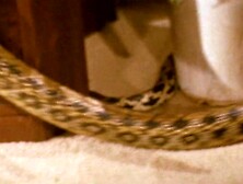 Nude Woman In Bathtub Killed By Snakes