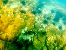 ENJOY Booty Plug INSIDE and OUT among Fish n Corals