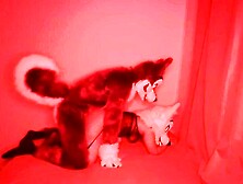 Fucking my horny furry girlfriend ????