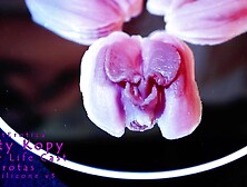 Kitty Kopy Snatch Life Cast- Erotas v3