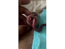 Peekaboo